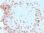 CD3e (T-Cell Marker) (C3e/1931), CF740 conjugate, 0.1mg/mL