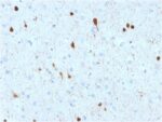 Calretinin / Calbindin 2 (Mesothelioma Marker)(CALB2/2602), CF740 conjugate, 0.1mg/mL