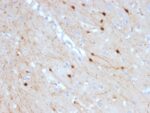 Calretinin / Calbindin 2 (Mesothelioma Marker)(CALB2/2685), CF740 conjugate, 0.1mg/mL