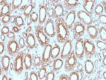 Calnexin (Endoplasmic Reticulum Marker) (CANX/1543), CF594 conjugate, 0.1mg/mL