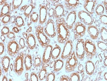 Calnexin (Endoplasmic Reticulum Marker) (CANX/1543), CF594 conjugate, 0.1mg/mL