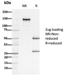 APC / Adenomatous Polyposis Coli / FAP (Tumor Suppressor)(ALi 12-28), CF594 conjugate, 0.1mg/mL