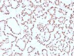 Cyclin D1 (G1-Cyclin & Mantle Cell Lymphoma Marker)(CCND1/2593), CF488A conjugate, 0.1mg/mL