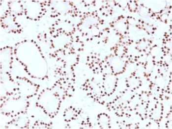 Cyclin D1 (G1-Cyclin & Mantle Cell Lymphoma Marker)(CCND1/2593), CF488A conjugate, 0.1mg/mL