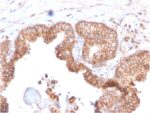 CD47 / IAP (Integrin Associated Protein)(CD47/2937), CF568 conjugate, 0.1mg/mL