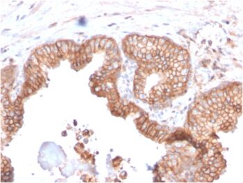 CD47 / IAP (Integrin Associated Protein)(CD47/2937), CF568 conjugate, 0.1mg/mL