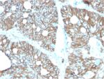Cadherin 17 / LI Cadherin (Liver-Intestine Marker)(CDH17/2616), CF405S conjugate, 0.1mg/mL