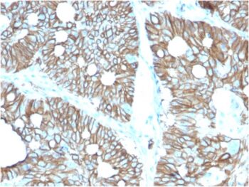 Cadherin 17 / LI Cadherin (Liver-Intestine Marker)(CDH17/2616), CF405S conjugate, 0.1mg/mL