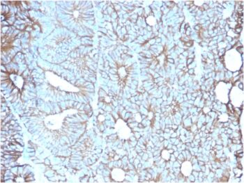 Cadherin 17 / LI Cadherin (Liver-Intestine Marker)(CDH17/2617), CF488A conjugate, 0.1mg/mL