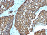 Cadherin 17 / LI Cadherin (Liver-Intestine Marker)(CDH17/2618), CF640R conjugate, 0.1mg/mL