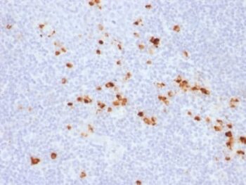Human IgG (Immunoglobulin Gamma Heavy Chain) (B-Cell Marker) (IG507R),  CF405S conjugate, 0.1mg/mL