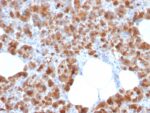 Carboxypeptidase A1 / CPA1 (Pancreatic Cancer Marker)(CPA1/2713), CF740 conjugate, 0.1mg/mL
