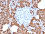Carboxypeptidase A1 / CPA1 (Pancreatic Cancer Marker)(CPA1/2714), CF405S conjugate, 0.1mg/mL