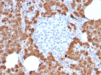 Carboxypeptidase A1 / CPA1 (Pancreatic Cancer Marker)(CPA1/2714), CF405S conjugate, 0.1mg/mL