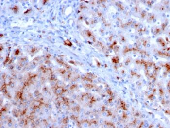 Cathepsin D (Tumor Marker)(CTSD/3083), CF488A conjugate, 0.1mg/mL