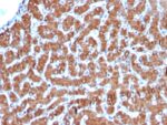 Cytochrome C (Mitochondrial Marker)(CYCS/3128R), 1mg/mL