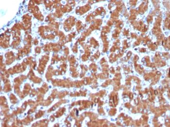 Cytochrome C (Mitochondrial Marker)(CYCS/3128R), 1mg/mL