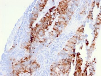 CD262 / DR5(DR5/3381), CF740 conjugate, 0.1mg/mL