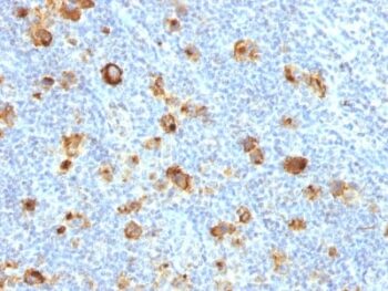 CD15 / FUT4 (Reed-Sternberg Cell Marker) (FUT4/1478R), CF740 conjugate, 0.1mg/mL
