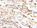Erythropoietin (EPO) (Marker of Placentation Disorders)(EPO/3793R), CF640R conjugate, 0.1mg/mL 1 view_image-395