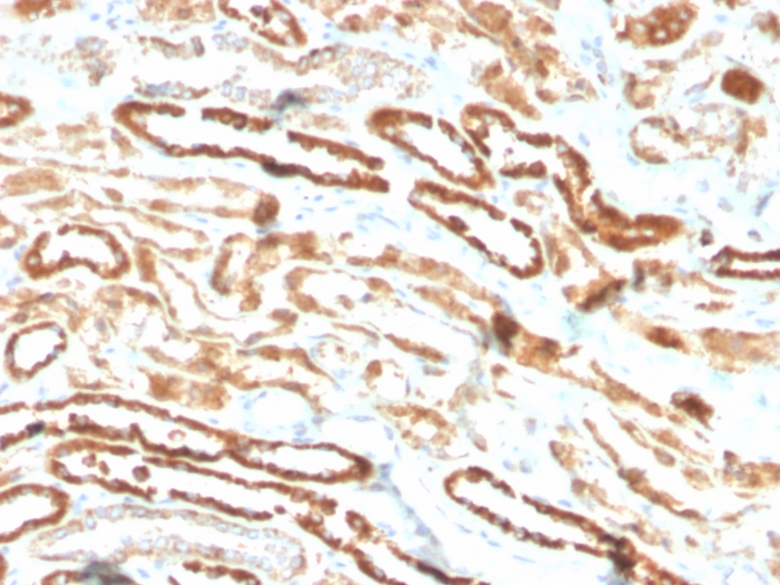 view_image-395 view image 395- Immunomart