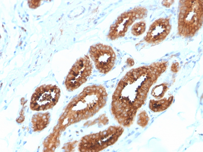 view image 402- Immunomart