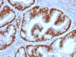 Estrogen Receptor, alpha (Marker of Estrogen Dependence) (ESR1/1935), CF405S conjugate, 0.1mg/mL