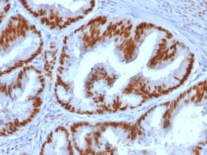 view_image-406 view image 406- Immunomart
