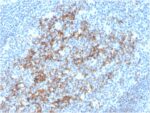 CD23 (Fc Epsilon RII)(FCER2/3592), Biotin conjugate, 0.1mg/mL