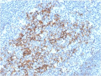 CD23 (Fc Epsilon RII)(FCER2/3592), Biotin conjugate, 0.1mg/mL