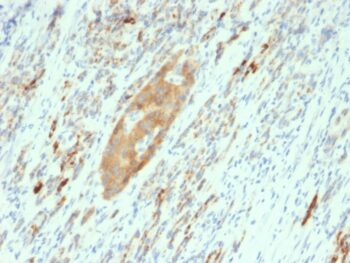 GAD2 / GAD65 (GABAergic Neuronal Marker)(GAD2/2362), 0.2mg/mL
