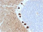 Carbonic Anhydrase VIII(CPTC-CA8-2), CF647 conjugate, 0.1mg/mL