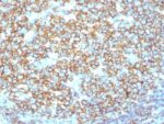 CD20 / MS4A1 (B-Cell Marker) (IGEL/1497R), CF594 conjugate, 0.1mg/mL