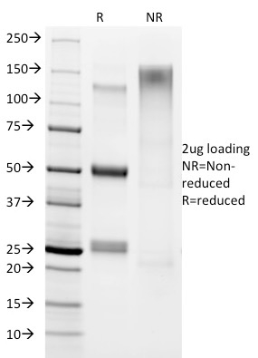 Helicobacter pylori(HP/1336), CF405S conjugate, 0.1mg/mL