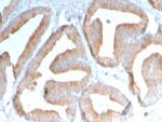 ICOS-L / ICOS Ligand / B7RP-1 (Immuno-Oncology Target)(ICOSL/3111), CF405S conjugate, 0.1mg/mL 1 view_image-478