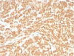 ICOS-L / ICOS Ligand / B7RP-1 (Immuno-Oncology Target)(ICOSL/3260), CF405S conjugate, 0.1mg/mL 1 view_image-479