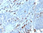 Human IgM (Immunoglobulin Mu Heavy Chain) (B-Cell Marker)(IGHM/3135R), 1mg/mL