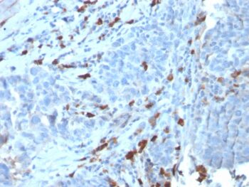 Human IgM (Immunoglobulin Mu Heavy Chain) (B-Cell Marker)(IGHM/3135R), 1mg/mL