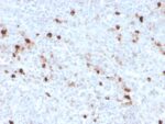 Human IgM (Immunoglobulin Mu Heavy Chain) (B-Cell Marker)(IGHM/3776R), CF647 conjugate, 0.1mg/mL