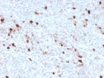 Human IgM (Immunoglobulin Mu Heavy Chain) (B-Cell Marker)(IGHM/3776R), CF647 conjugate, 0.1mg/mL