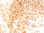 Human IgM (Immunoglobulin Mu Heavy Chain) (B-Cell Marker)(IGHM/3803R), CF647 conjugate, 0.1mg/mL