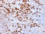 Human Kappa Light Chain (B-Cell Marker) (IGKC/1999R), CF405S conjugate, 0.1mg/mL