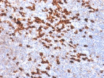 Human Kappa Light Chain (B-Cell Marker) (IGKC/1999R), CF405S conjugate, 0.1mg/mL