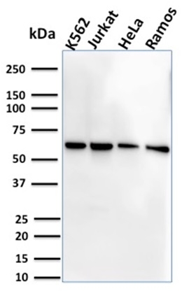 CD127 / IL7R (Marker of T-Reg Cells)(IL7R/2751), CF568 conjugate, 0.1mg/mL