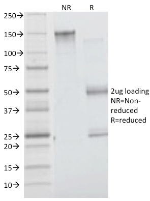 Insulin Receptor Alpha(INSR/1661), CF405S conjugate, 0.1mg/mL