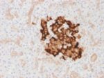 Insulin / IRDN (beta-Cell & Insulinoma Marker) (IRDN/1980R), CF488A conjugate, 0.1mg/mL