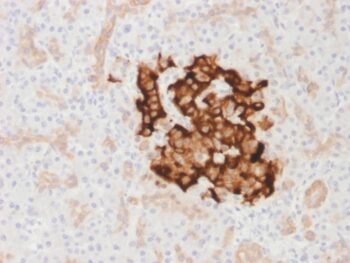 Insulin / IRDN (beta-Cell & Insulinoma Marker) (IRDN/1980R), CF488A conjugate, 0.1mg/mL