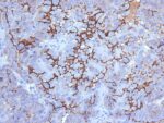 MUC16 / CA125 (Ovarian Carcinoma Marker)(500000000000), CF740 conjugate, 0.1mg/mL