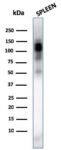 CD11b / MAC-1 (Microglial Marker)(ITGAM/3338), CF488A conjugate, 0.1mg/mL