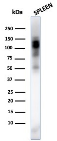 CD11b / MAC-1 (Microglial Marker)(ITGAM/3338), CF488A conjugate, 0.1mg/mL